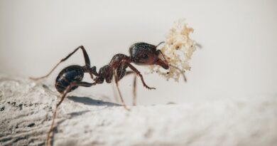 perché ci sono formiche in casa
