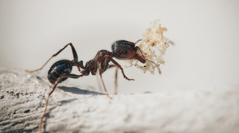 perché ci sono formiche in casa