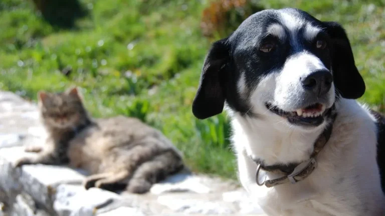 trasportare cane o gatto in macchina