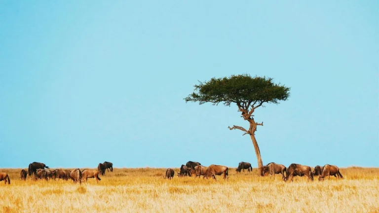 Organizzare safari in Tanzania