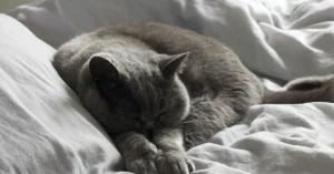 Perché il gatto dorme sul mio letto