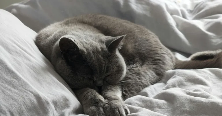 Perché il gatto dorme sul mio letto