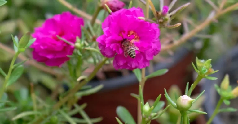 Benefici della pianta portulaca